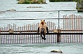 Alaska Wildlife-5